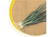 Савел F1 - лук на перо, 50 000 семян, Nickerson Zwaan фото, цена